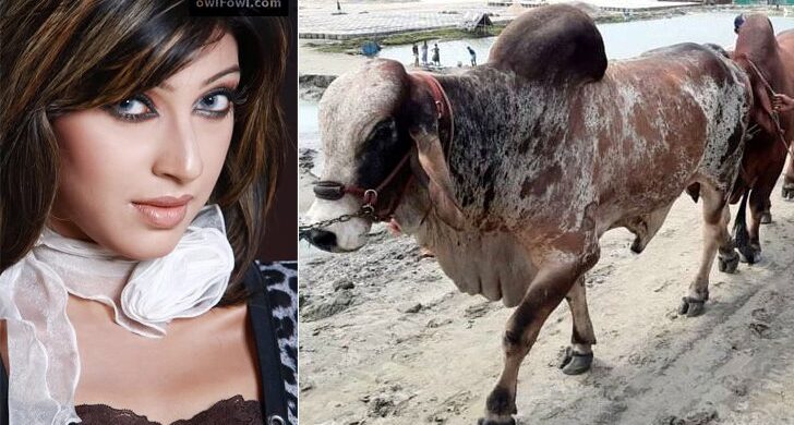 ইয়াবা কারবারে গরু ব্যবহার করেন মডেল পিয়াসা!