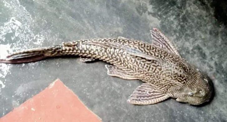 জলাশয়ে মিলল বিরল প্রজাতির মাছ