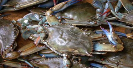 চীনের শর্ত মেনে ফের শুরু কাঁকড়া রপ্তানি