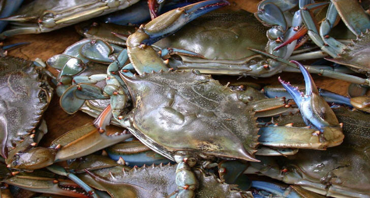 চীনের শর্ত মেনে ফের শুরু কাঁকড়া রপ্তানি