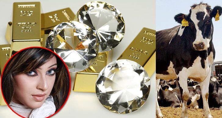 স্বর্ণ-হীরা চোরাচালানেও গরু ব্যবহার করতেন মডেল পিয়াসা!